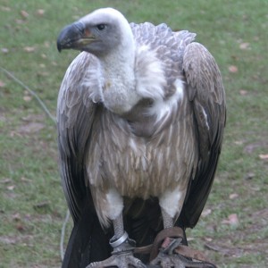 Are Debt Vultures Exploiting Companies In Chapter 11 Bankruptcy? Are Debt Vultures Exploiting Companies In Chapter 11 Bankruptcy?